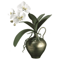 פארק פלייס 17 HX7 WX13 L Phalaenopsis Orchid באגרטל